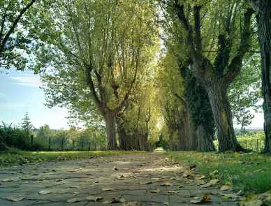 Bäume bilden Allee
