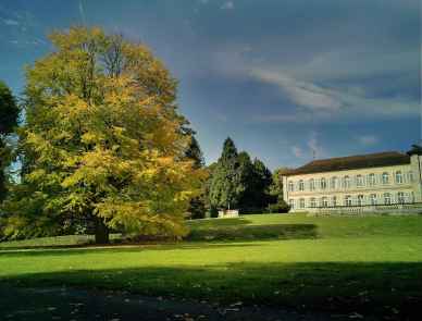 Der Baum