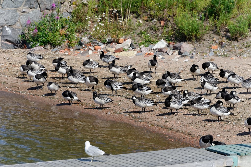 Mehr Vögel