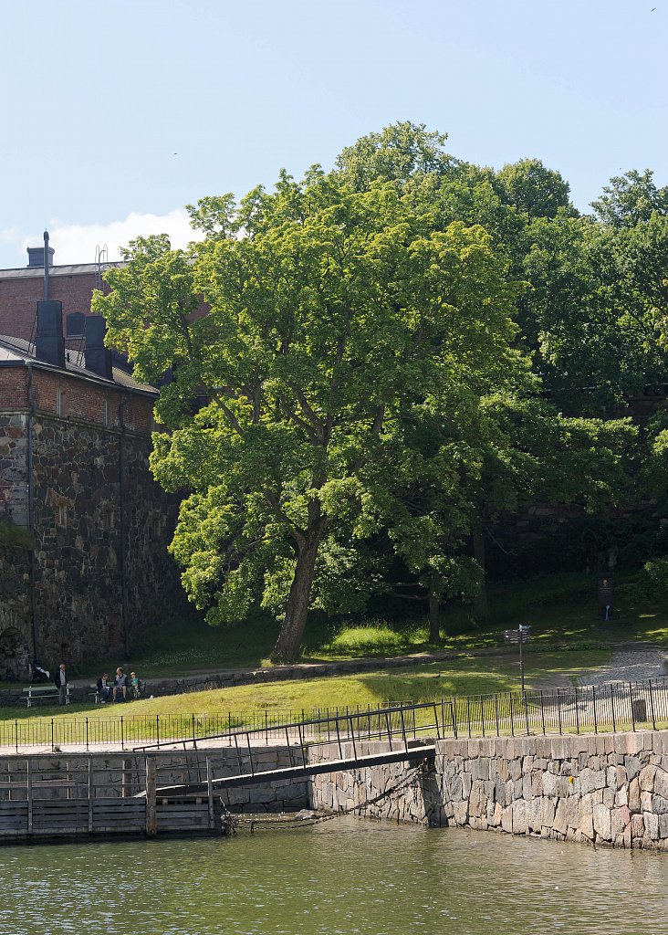 Baum und Festung