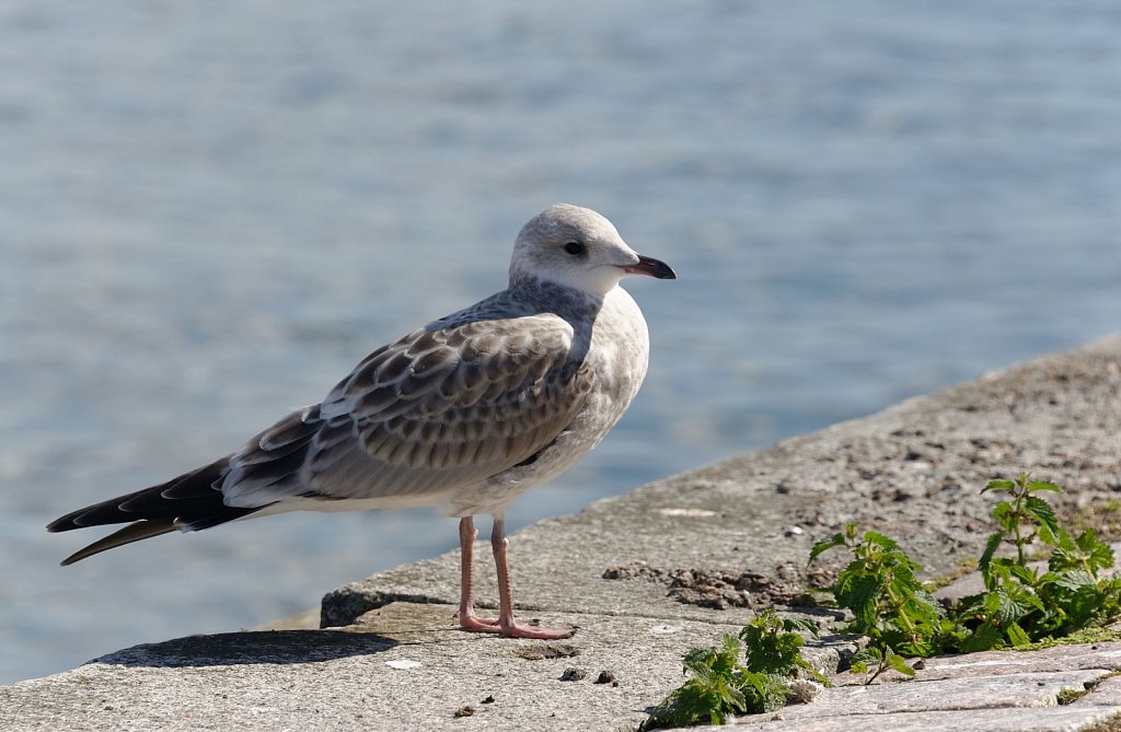 Ein Vogel