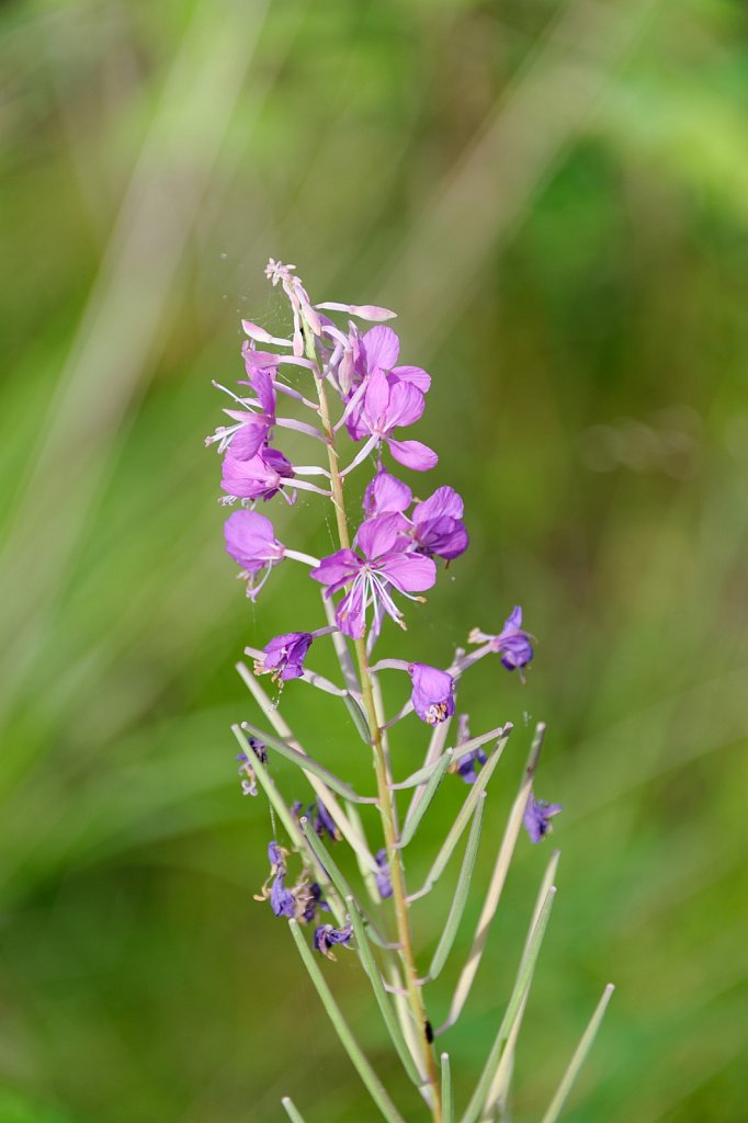 Blüte vor Muster 1