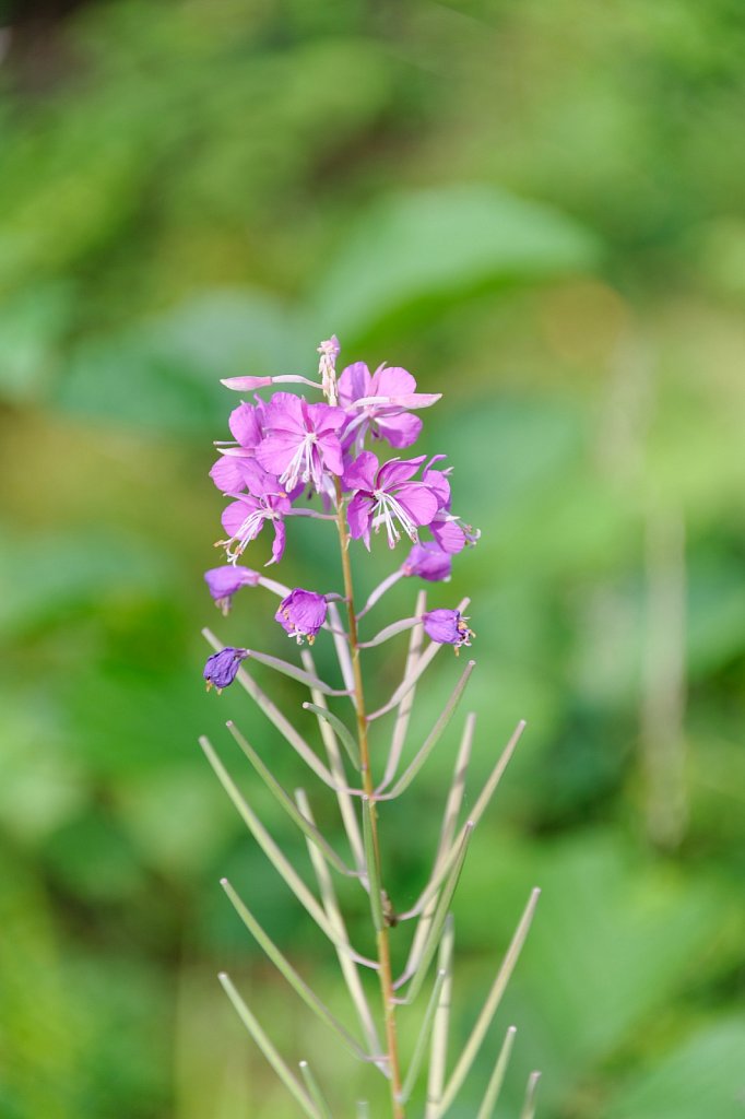 Blüte vor Muster 2