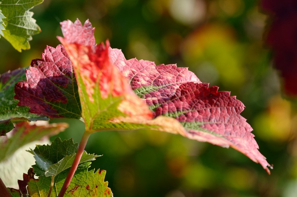 Weinrot 1