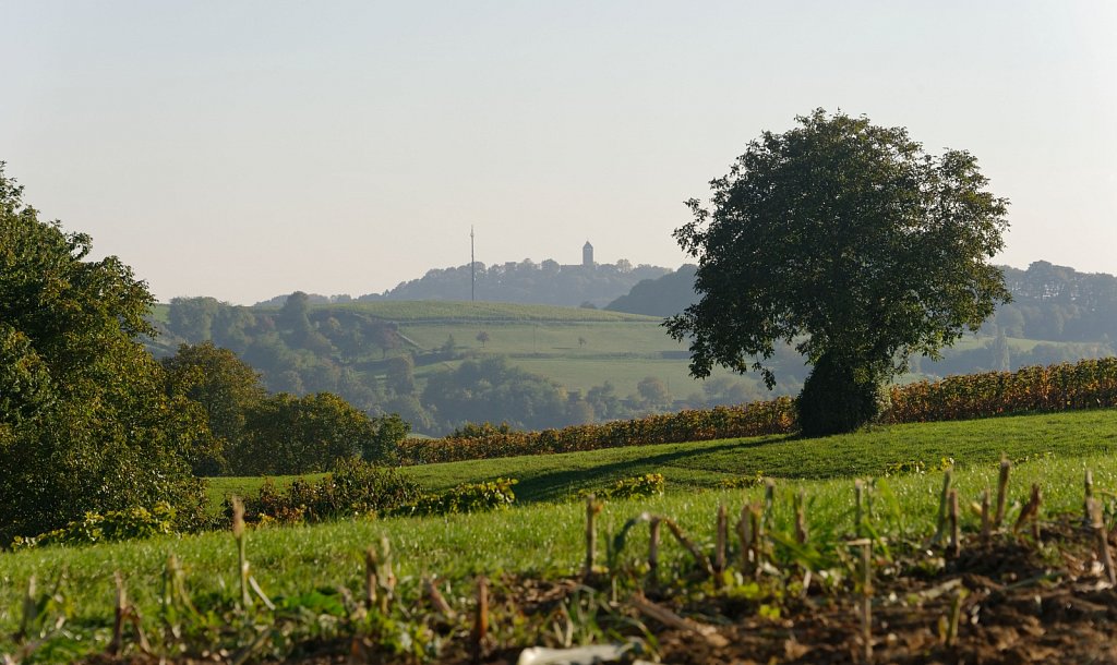 Ein Baum, ein Turm