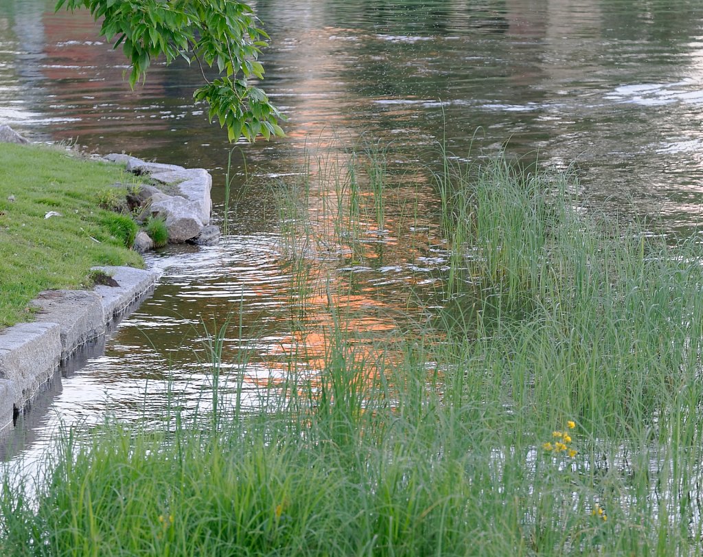 Insekten über Wasser