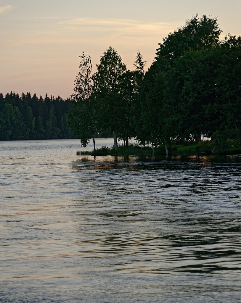 Bäume vor Licht