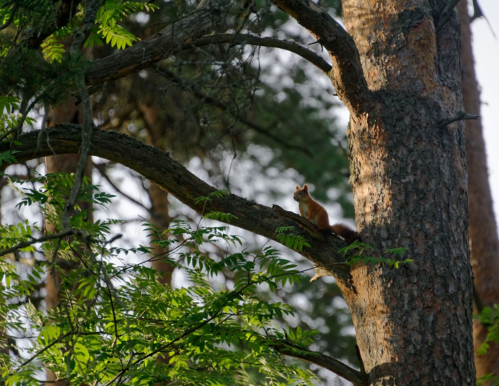 Leben im Baum 1