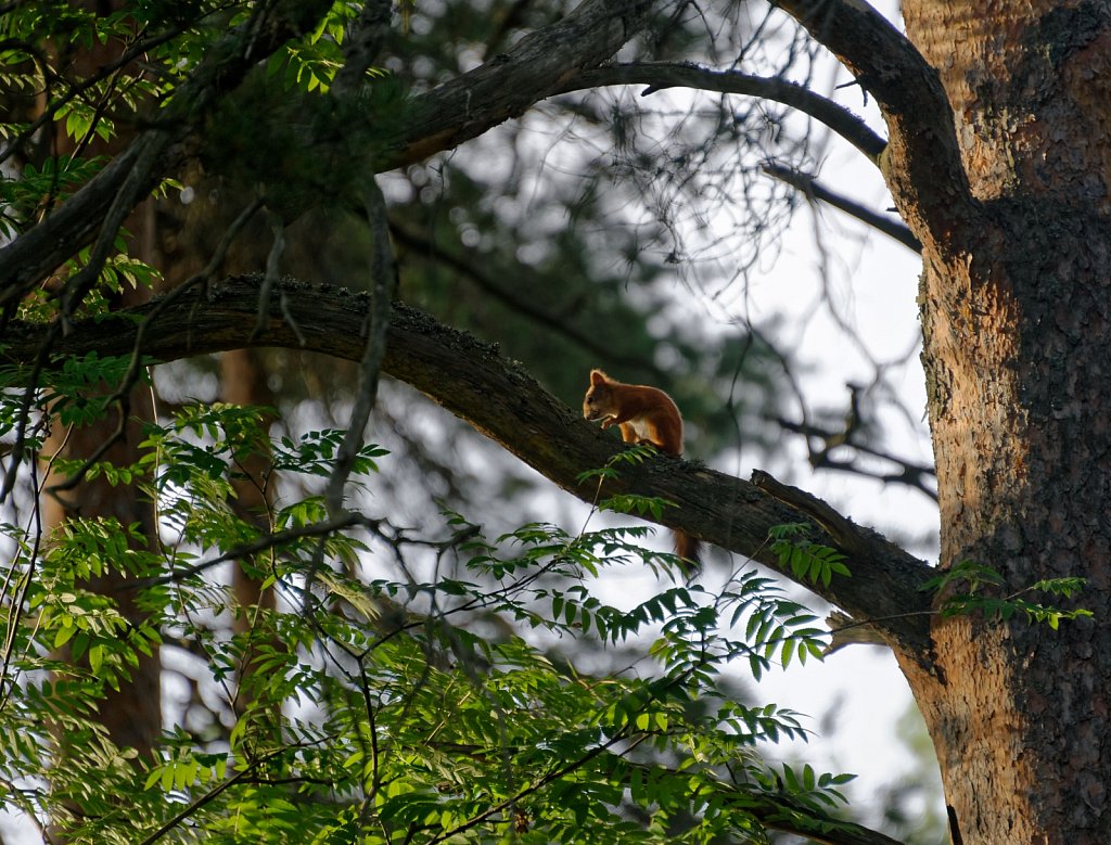 Leben im Baum 2