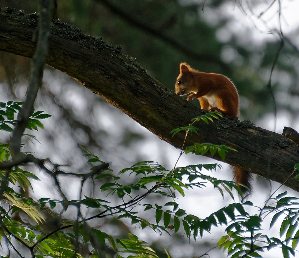 Leben im Baum 2b