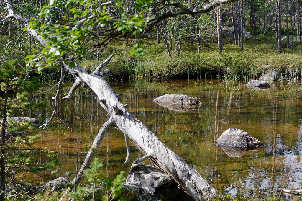 Stamm über Wasser