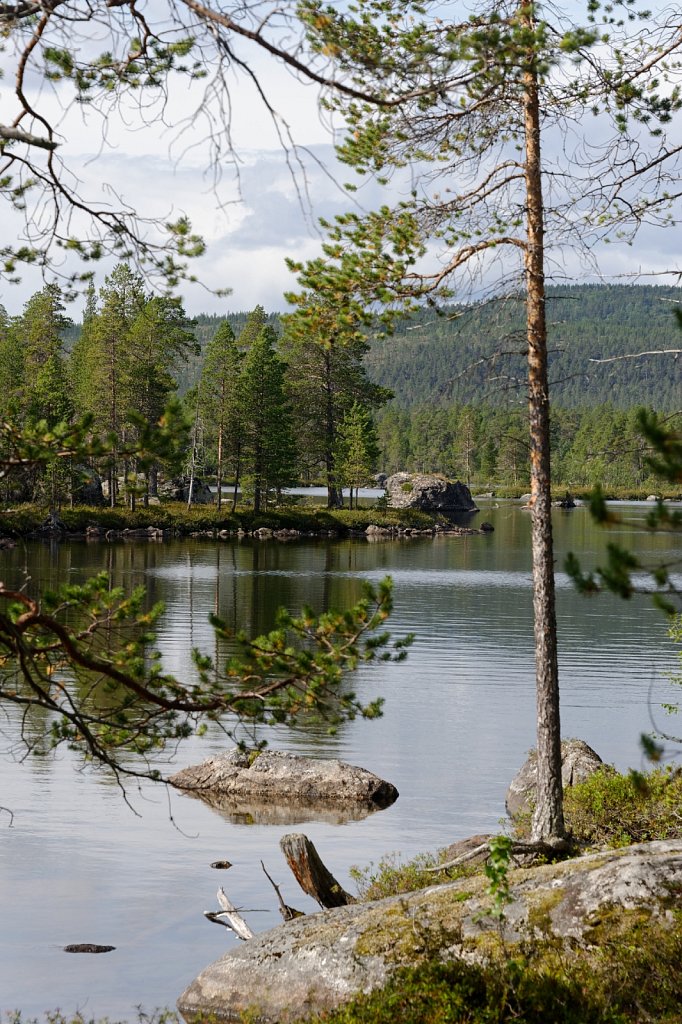 Baum und Fels im Wasser