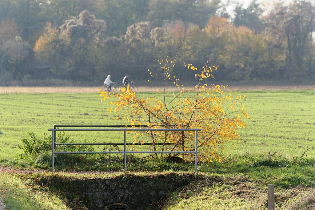 Busch und Fahrrad