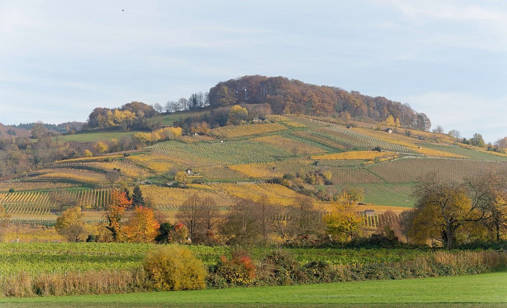 Wein und Wald