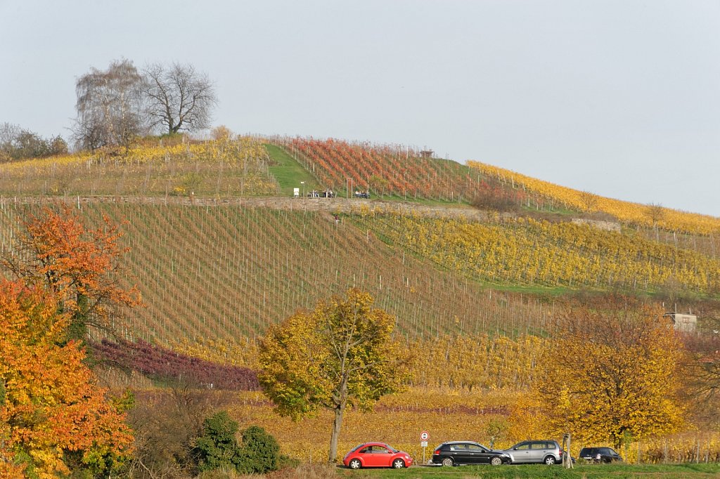 Wein und Baum