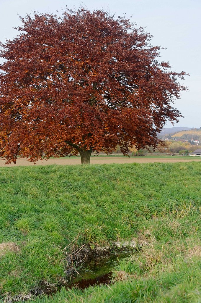 Groß im Vordergrund