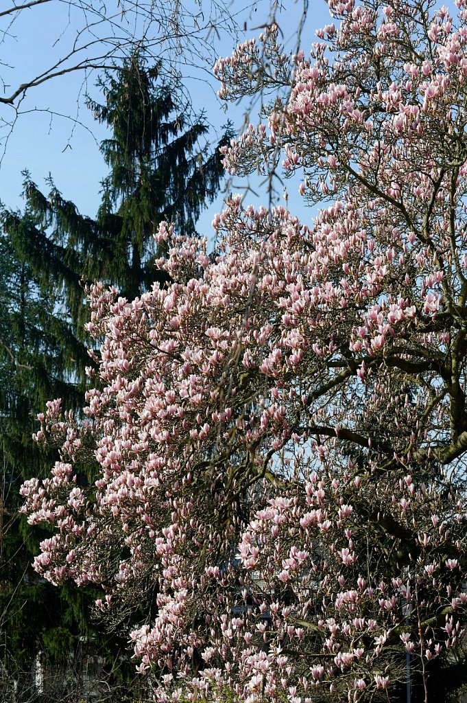 Magnolienbaum