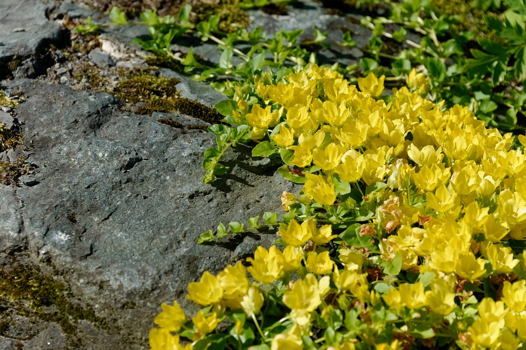 Gelb auf Fels