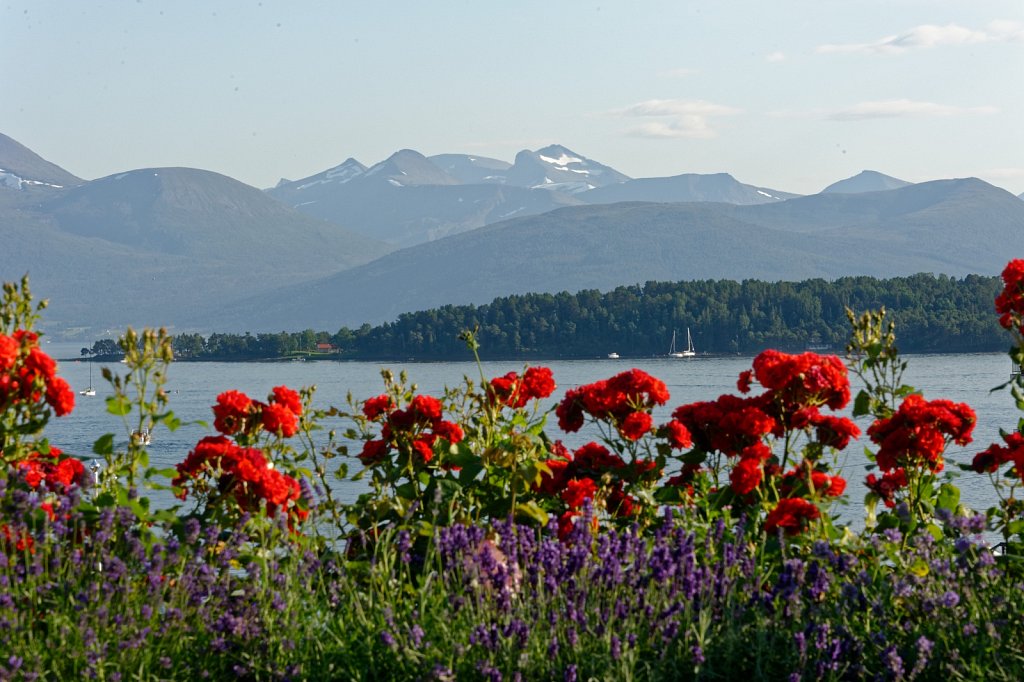 Über den Blumen