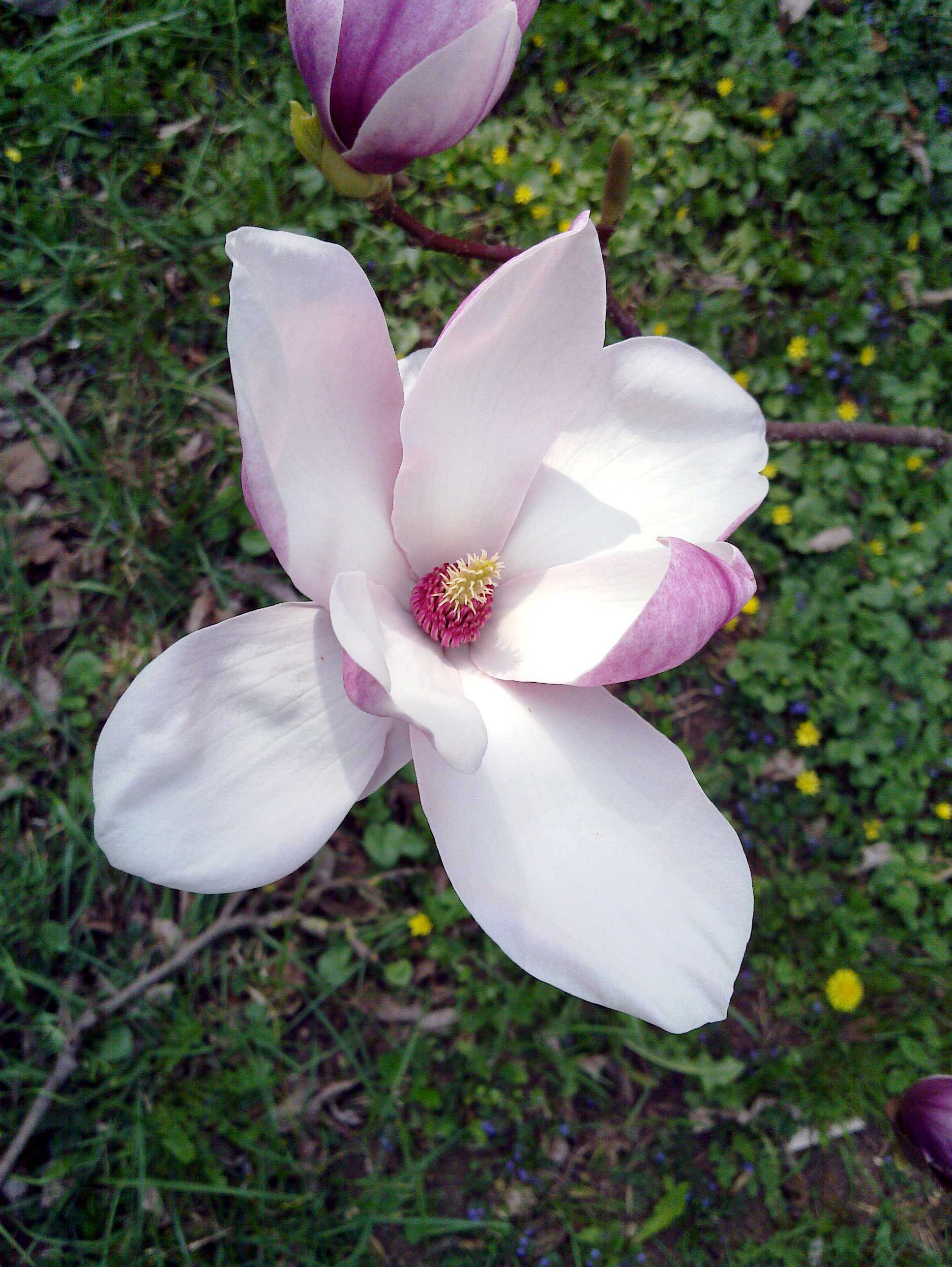 Magnolienkrone