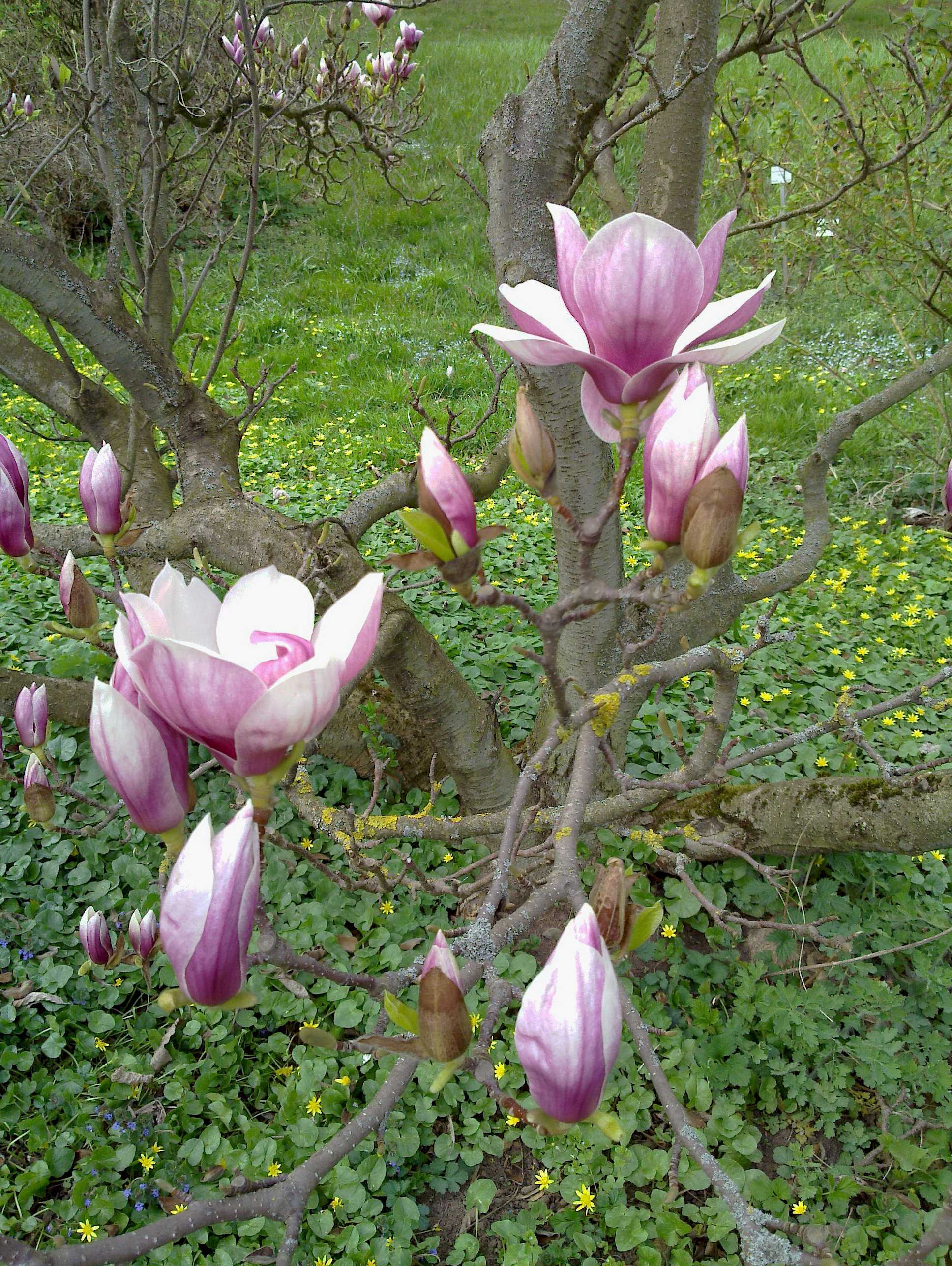 Der Tulpenbaum Der Tulpenbaum