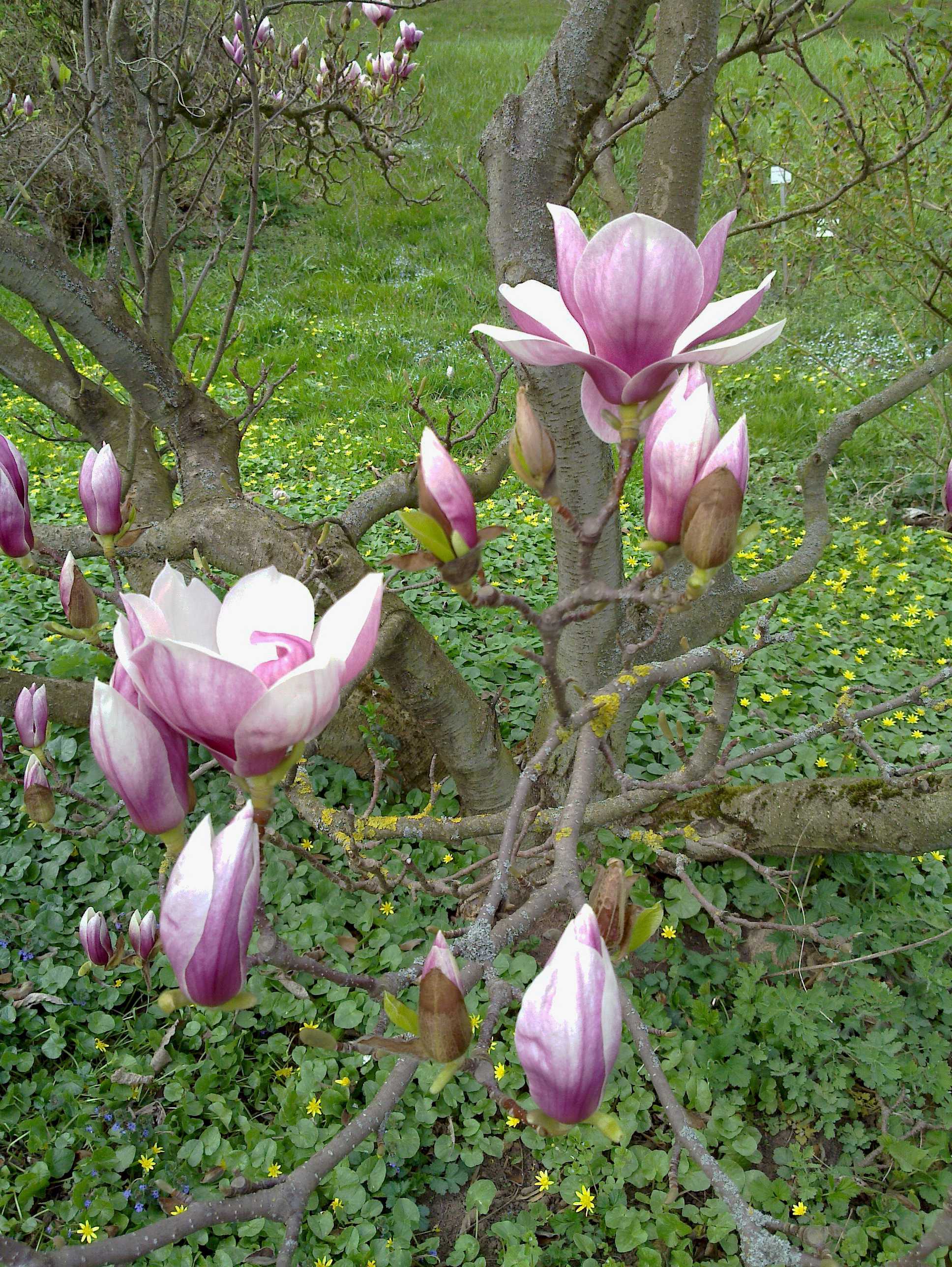 Der Tulpenbaum