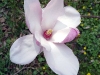 Magnolienkrone