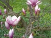 Der Tulpenbaum